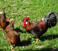 šentjernejski petelin